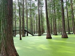 -渌洋湖湿地公园