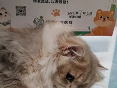 -守诺宠物医院·眼科· 特色牙科·异宠专科(虹口店)