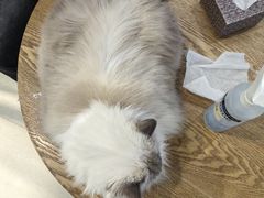 -藏猫猫咖啡主题馆(中央大道店)
