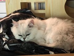 -喵屿·大理花园猫咖