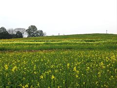 -三圣花乡旅游区