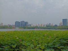 -莲花池公园