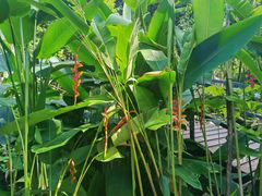 -中国科学院西双版纳热带植物园