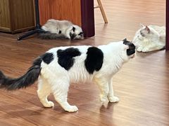 -楼上猫咖(罗湖店)