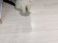 -喵的天空名猫咖啡馆·撸猫·猫舍·用品