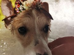 -PETKIT 小佩宠物·低压洗护·美容·寄养(安远店)