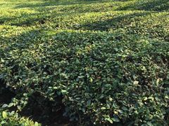 -敬亭山风景名胜区