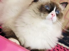 -猫咪咖啡店(新城大街店)