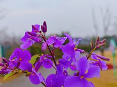 -顾村公园