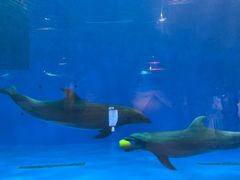 -华夏文旅海洋公园