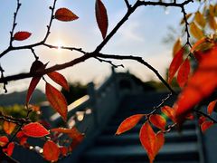 -八大山人梅湖景区