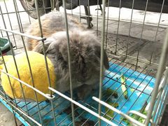 -志龙皇冠吃货椰子铺