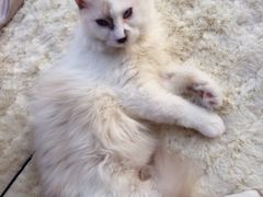 -Bastet sally猫舍购宠(静安店)