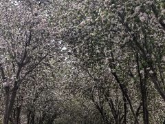 -洛阳市隋唐城遗址植物园