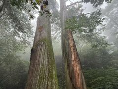-天目山大树王景区