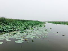 -白洋淀景区