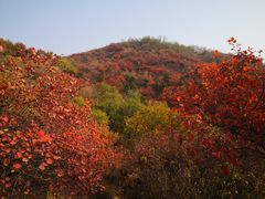 -北京西山国家森林公园
