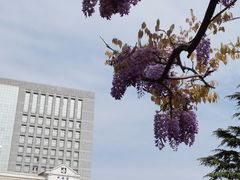 -嘉定紫藤园