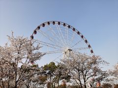 -顾村公园