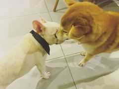 -柴务处·柴犬主题狗咖