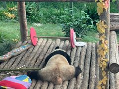 -大连森林动物园