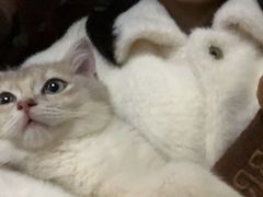 -博特宠物医院24h犬猫全科.骨科·异宠