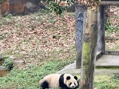 -中国大熊猫保护研究中心雅安碧峰峡基地