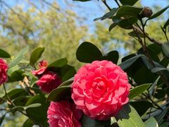 -橘洲1910花园江景西餐厅