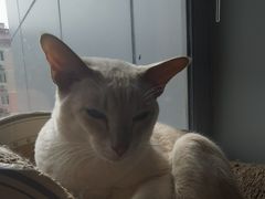 -Cappucimeow猫咪咖啡馆(韦伯时代店)