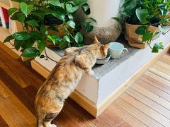 -猫的天空之城概念书店(苏州平江店)