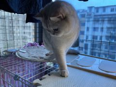 -佳雯宠物医院·皮肤科·内外科(春晓路分院)