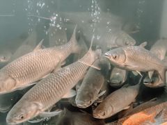 -淘米捞·米汤脆鲩鱼火锅(福田皇岗店)