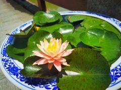 -上海滨江森林公园