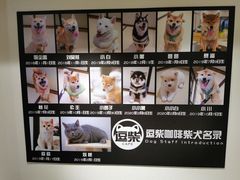 -逗柴咖啡屋·狗咖猫咖宠物桌游