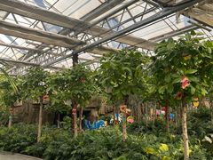 -南宫五洲植物乐园