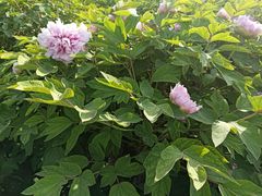 -洛阳市隋唐城遗址植物园