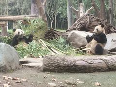 -都江堰中华大熊猫苑