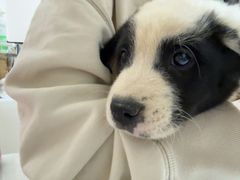 -瑞派康怡24h宠物医院·犬猫医疗中心·微创绝育(瑞景分院)