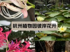 -杭州植物园