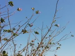 -径山花海