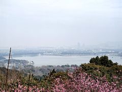 -香雪海