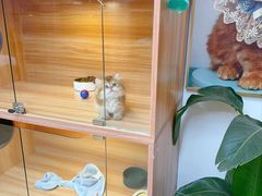 -猫十亿·布偶金渐层·曼基康矮脚猫舍(青年路店)