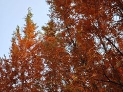 -两河城市森林公园