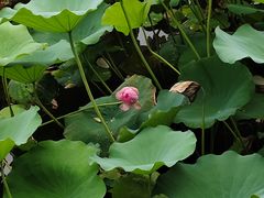 -荔湾湖公园