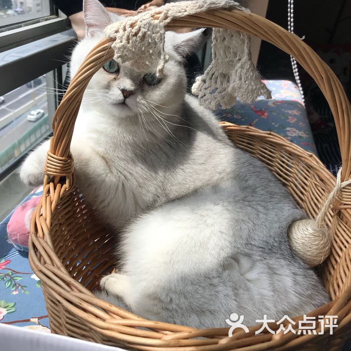 cc猫咖·猫咪咖啡馆·名猫生活馆图片-北京桌面游戏-大众点评网