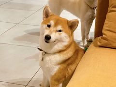 -柴务处·柴犬主题狗咖