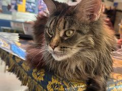 -平行世界·猫咖(首经贸店)