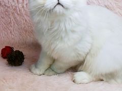 -十年猫舍·猫咪专门店(普陀店)