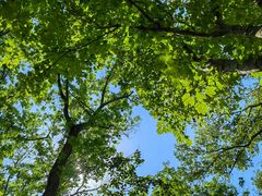 -上海佘山国家森林公园天马山园