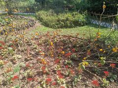 -中国科学院西双版纳热带植物园